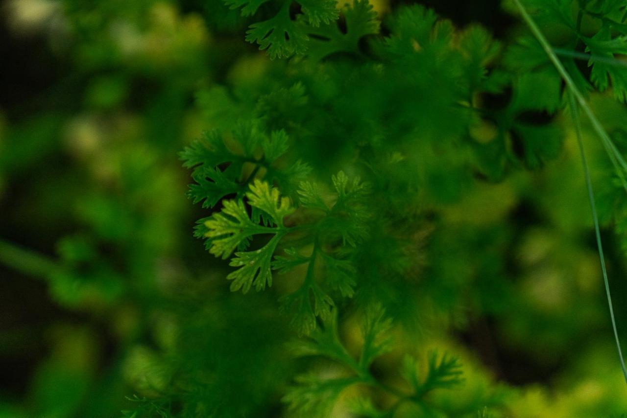 Amaya Kasauli Esterno foto